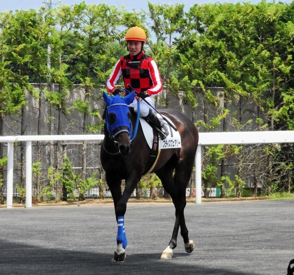 　福島５Ｒに馬番７で出走したブライスフェアリー