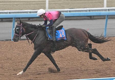 　データ班がイチ推しするシリウスコルト