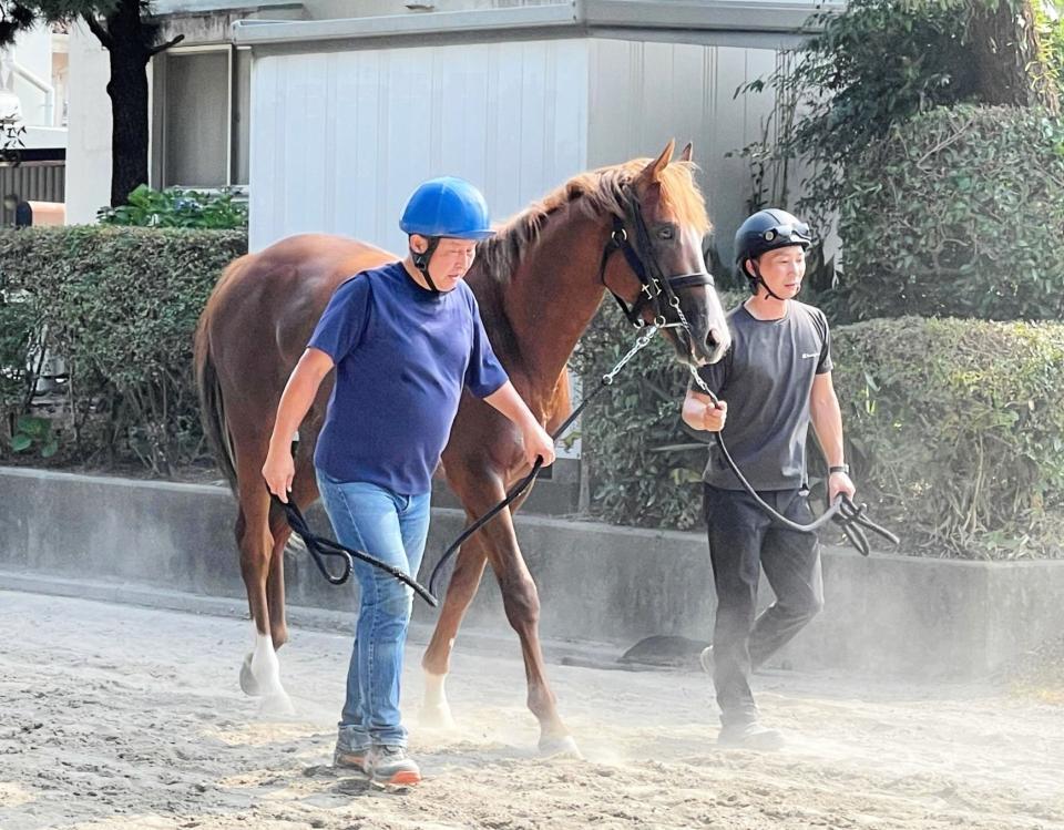 　美浦に再入厩したプロメサアルムンド