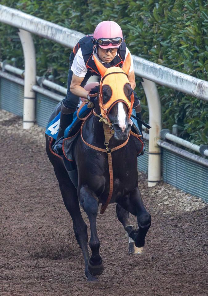 　栗東坂路を軽快に駆け上がるセブンマジシャン（撮影・石湯恒介）