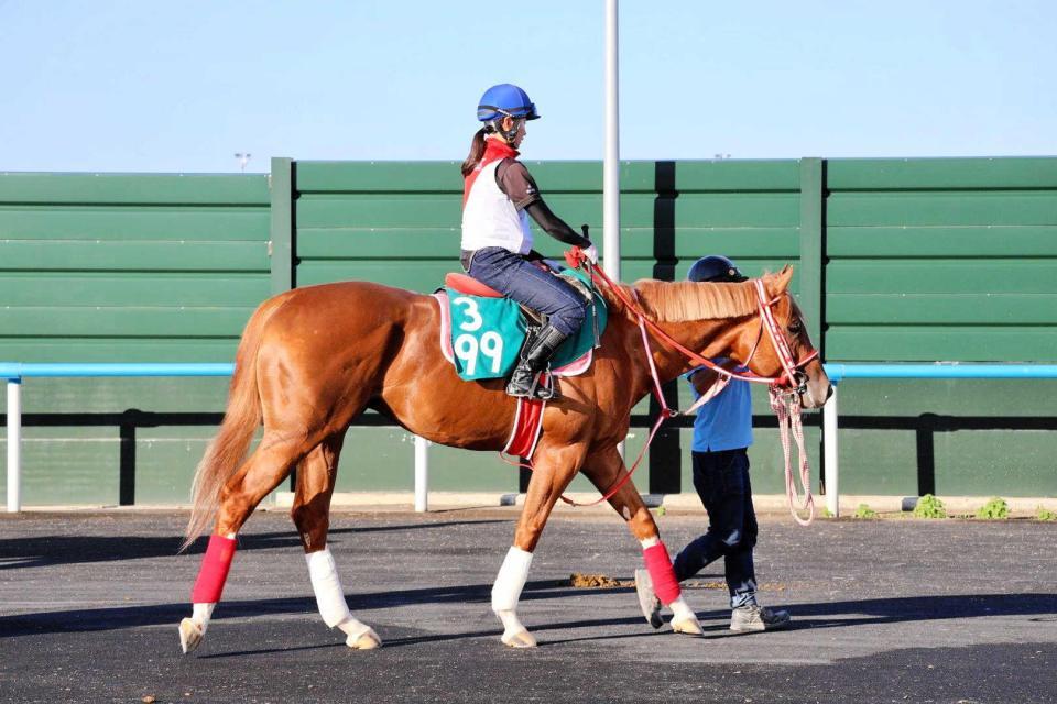　古川奈穂を背に調教へ向かうモズプリフォール