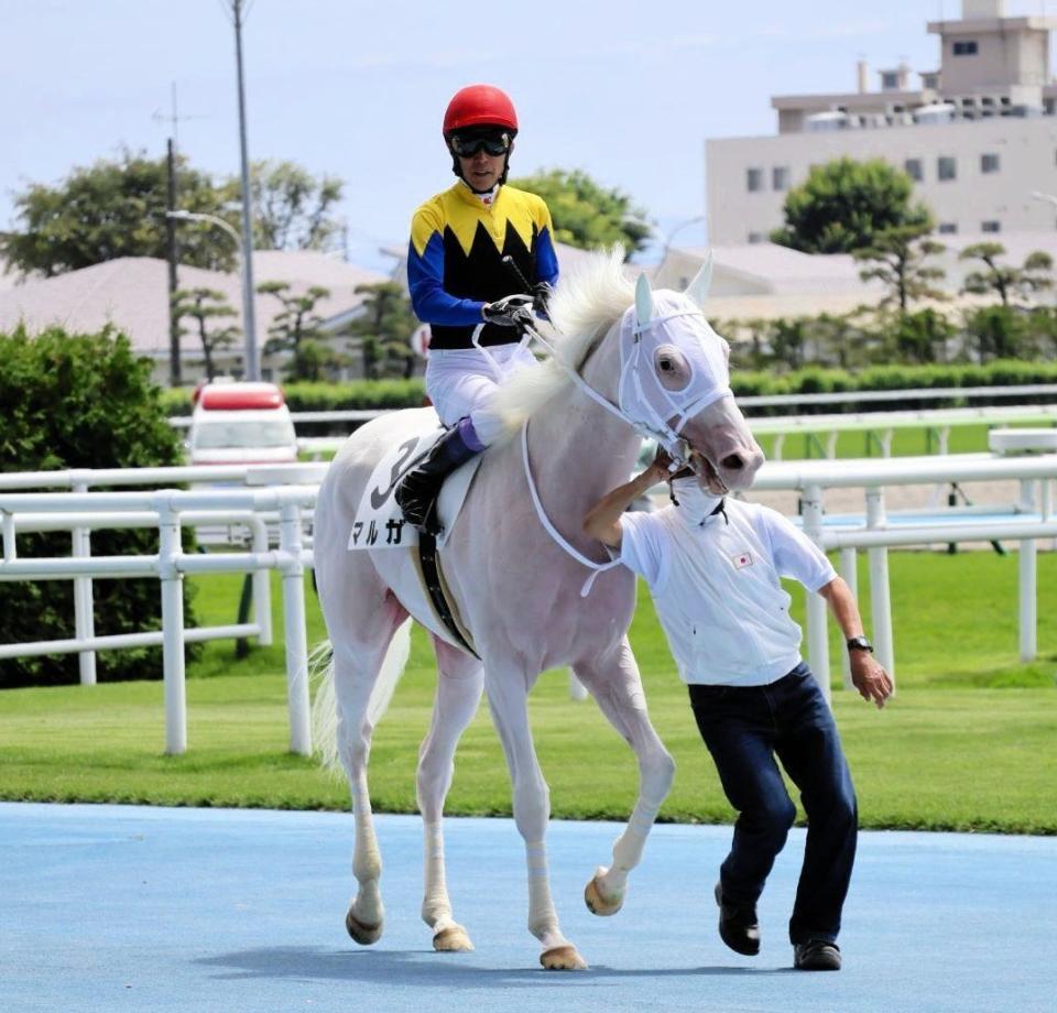 　検量質前に引き揚げてきたマルガ