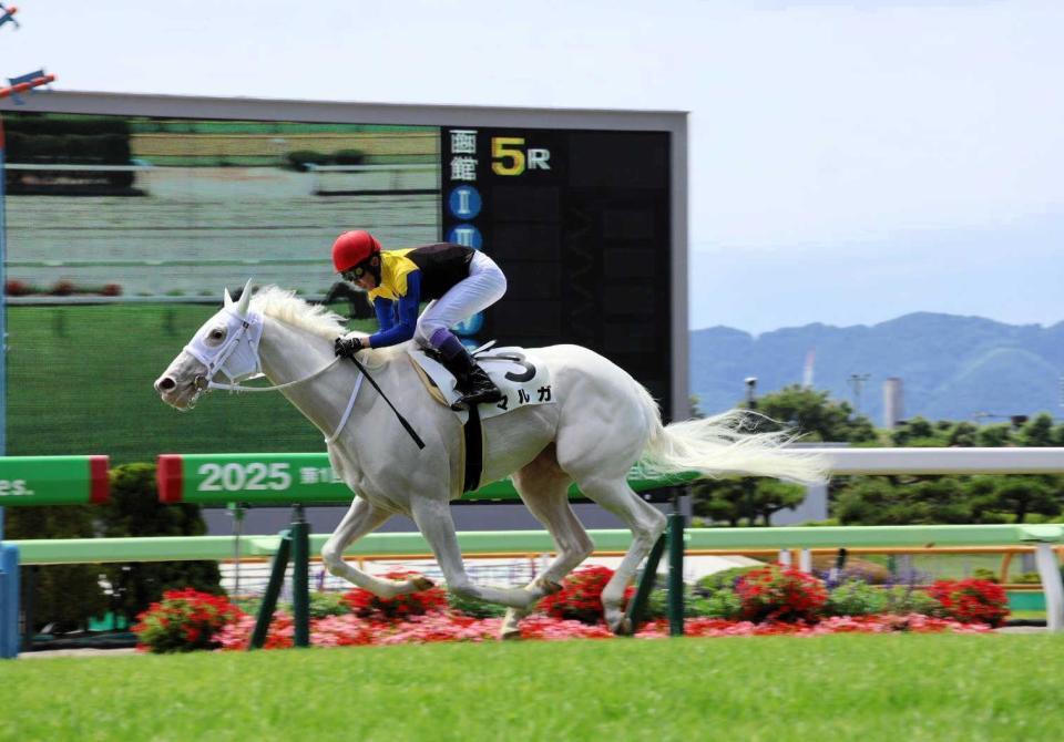 　武豊の手綱で白星発進を決めた白毛馬マルガ
