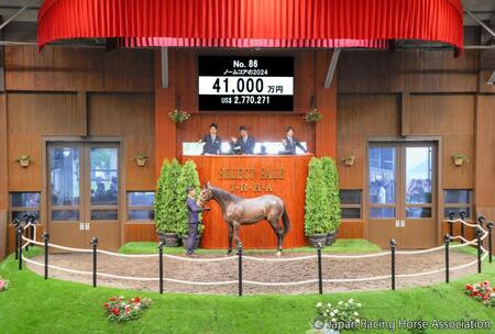 　４億１０００万円で落札されたキタサンブラック産駒のノームコア２４　ⒸＪａｐａｎ　Ｒａｃｉｎｇ　Ｈｏｒｓｅ　Ａｓｓｏｃｉａｔｉｏｎ