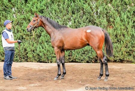 　３億円で落札されたレイデオロ産駒のフォーエヴァーダーリング２４　©Ｊａｐａｎ　Ｒａｃｉｎｇ　Ｈｏｒｓｅ　Ａｓｓｏｃｉａｔｉｏｎ