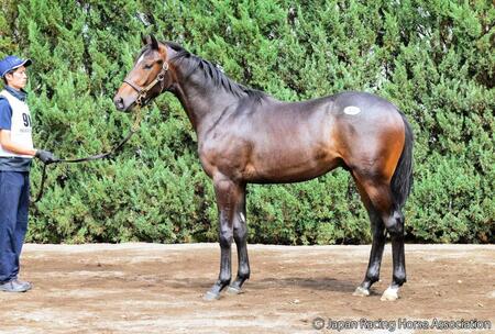 　（株）ダノックスが３億１０００万円で落札したヤンキーローズ２４　©Ｊａｐａｎ　Ｒａｃｉｎｇ　Ｈｏｒｓｅ　Ａｓｓｏｃｉａｔｉｏｎ