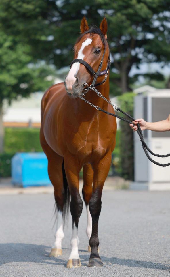 　データ班が猛プッシュするメリオーレム