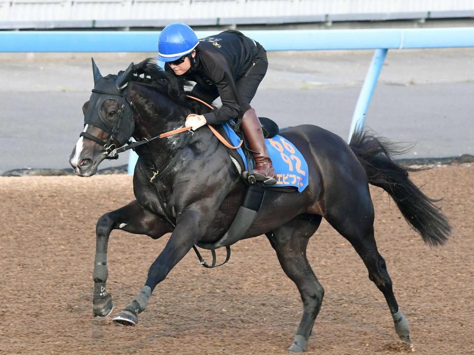 　得意の小倉で新たなタイトルを狙うエピファニー