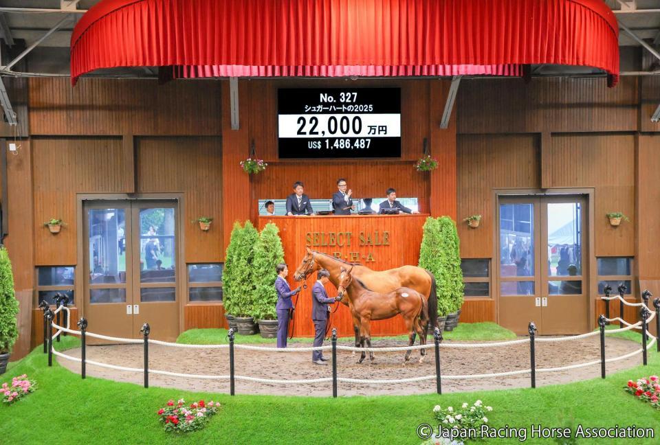 キタサンブラック　MEGABIG　受注生産 ミックスセール・当歳】父キタサンブラックの牡馬が1億8000万円！ 藤田