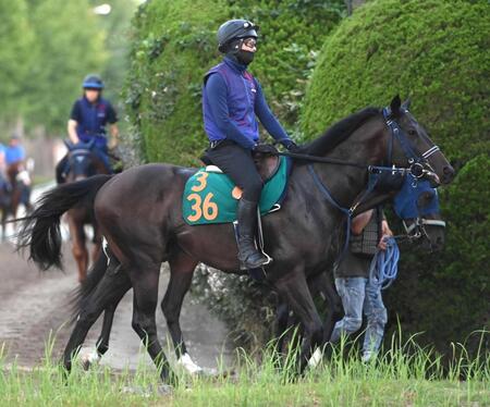 【新馬戦】マルターズドン　最終週の馬場歓迎、手塚久師「時計のかかる芝ならいい」　重賞２勝の母マルターズディオサの初子