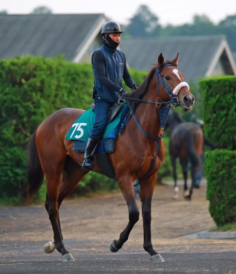 運動するロードフィレール＝栗東トレセン（撮影・石湯恒介）