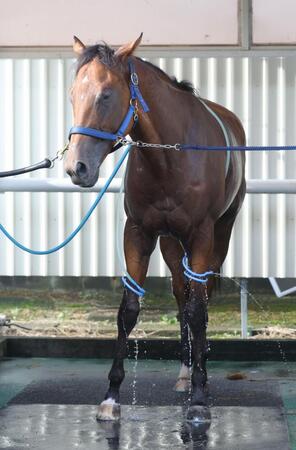 【新馬戦】ポルフュロゲネトス　初陣Ｖへ戸崎圭も好感触「いい感じに変わってくれた」　叔母にＧ１・４勝ラッキーライラック