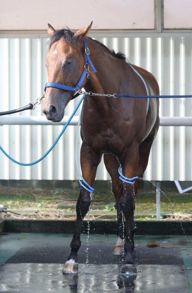 福島競馬でデビューするポルフュロゲネトス（撮影・西岡正）