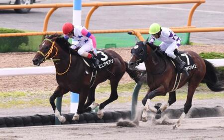 　マリーンＳを制したピュアキアン（左）＝撮影・園田高夫