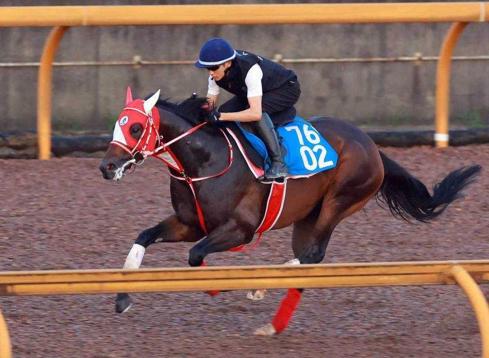 　栗東ＣＷで順調な仕上がりをアピールしたビダーヤ（撮影・石湯恒介）