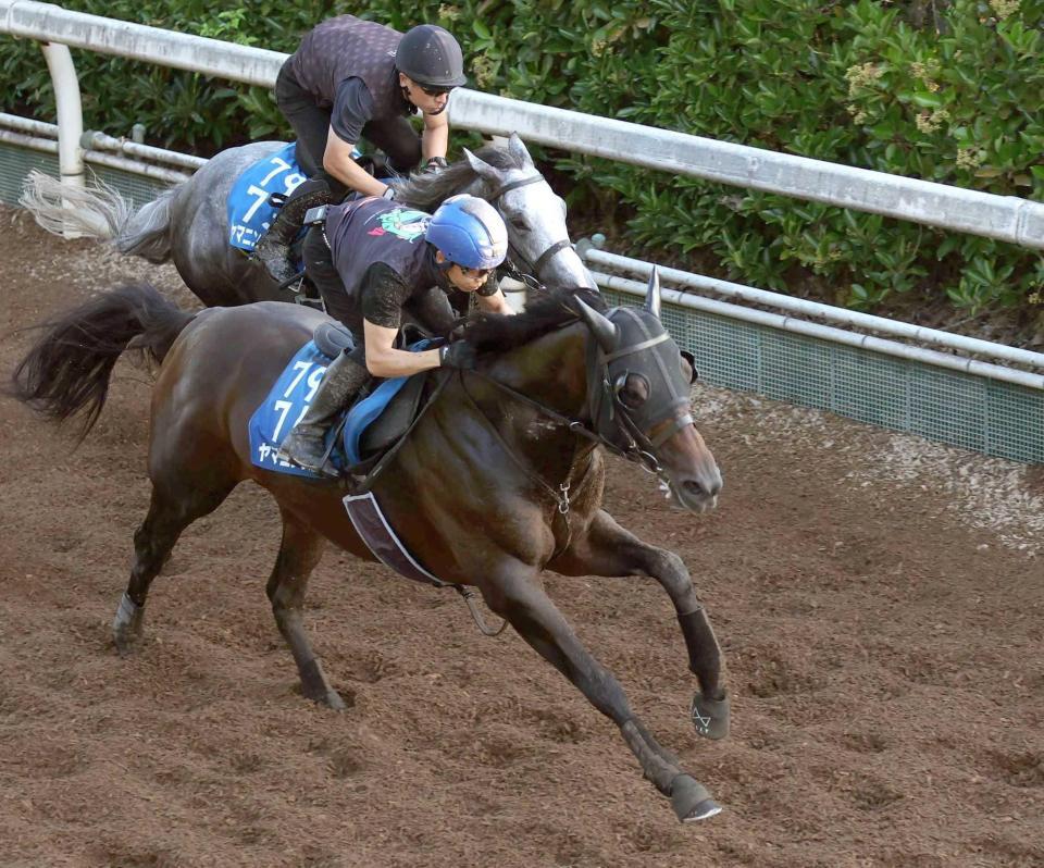 　復活へ向けて準備を整えたヤマニンウルス（手前）＝撮影・中田匡峻
