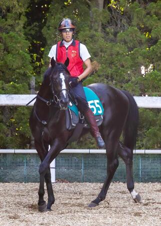 【新馬戦】ダノンセフィーロ　福永師も期待大のコントレイル産駒　「馬格がある馬で跳びが大きい」