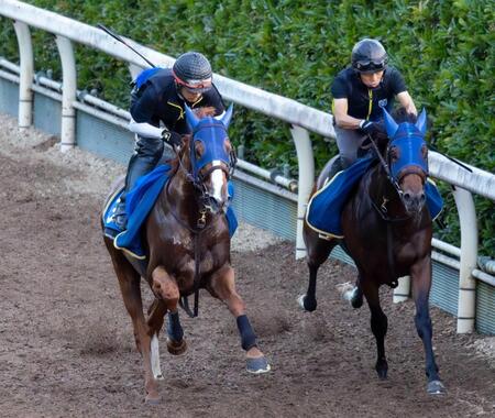 　栗東坂路を力強く駆け上がるハクサンバード（左）＝撮影・石湯恒介