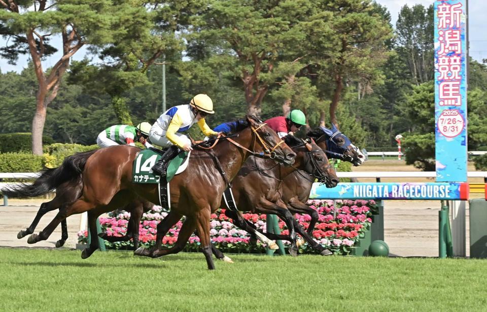 　豪快に差し切ったカナテープ（手前）＝撮影・持木克友