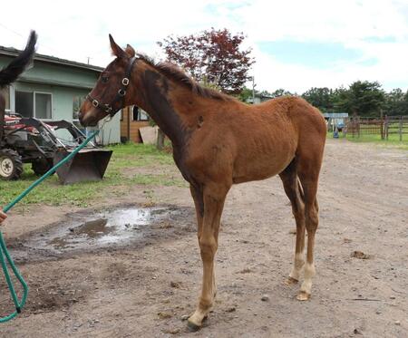 　ハヤテノフクノスケの全弟・サクラインスパイア２５