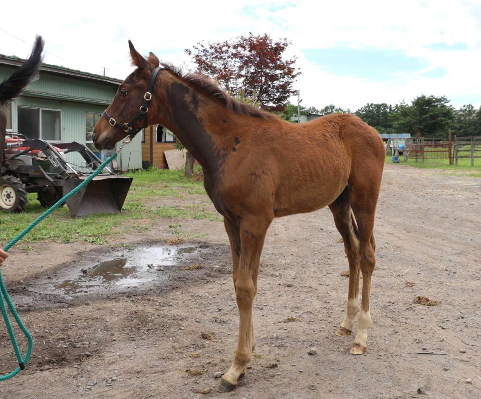 　ハヤテノフクノスケの全弟・サクラインスパイア２５