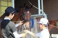 　馬にニンジンをあげる体験をする参加者 