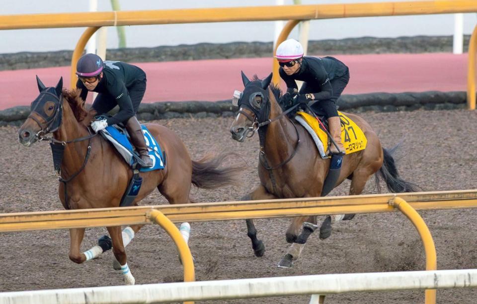 　巻き返しへ向け予定通りに仕上がったピューロマジック（右）＝撮影・石湯恒介