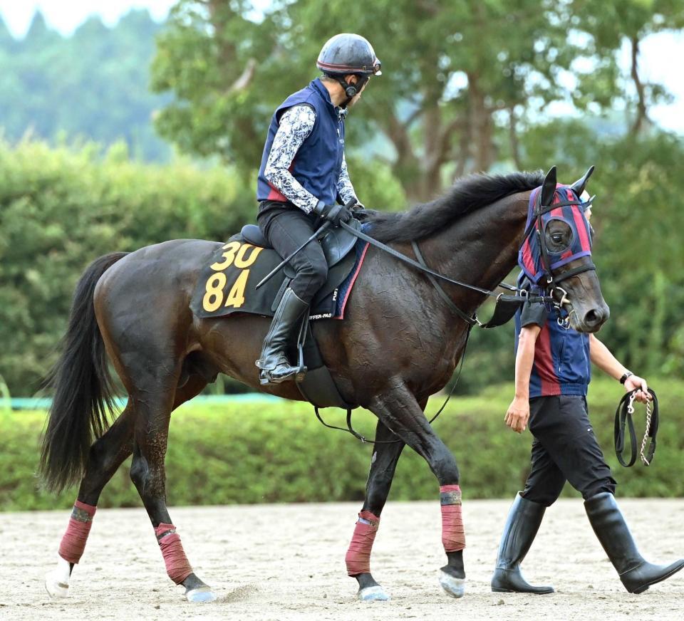 　ダート初挑戦で新境地開拓を狙うヴィンセンシオ
