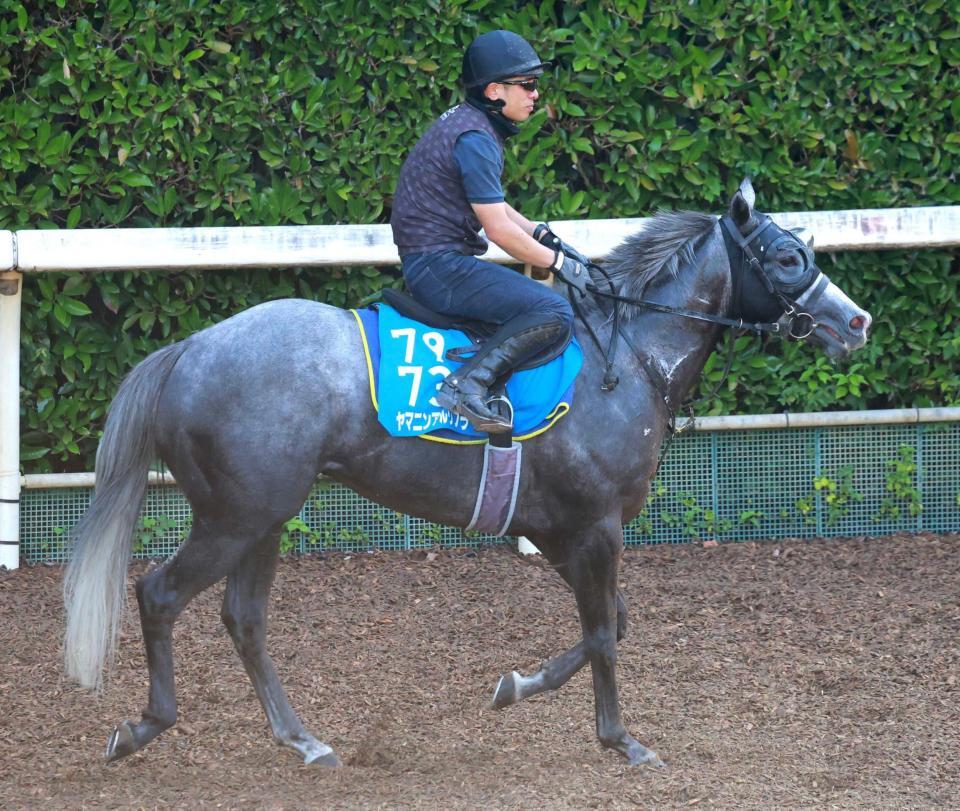　重賞連勝を狙うヤマニンアルリフラ