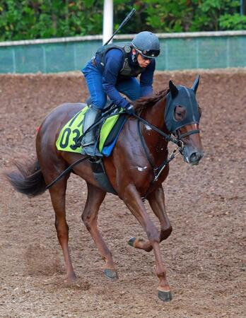 　レジーナレガリア