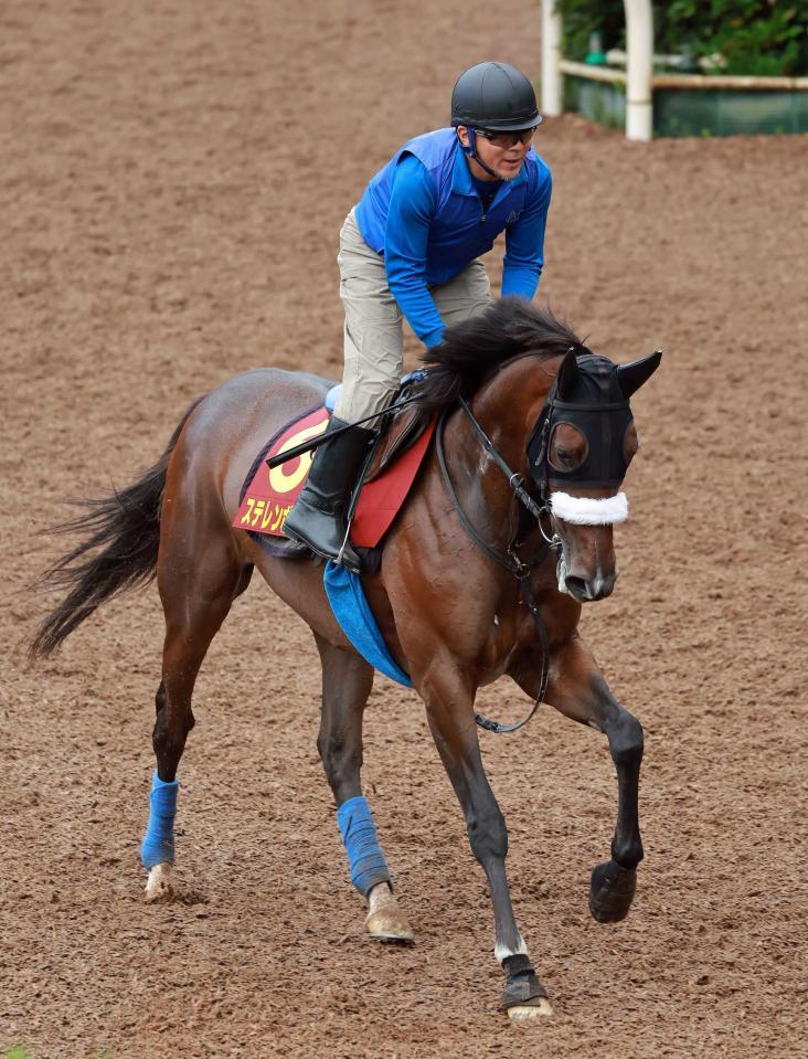 　ステレンボッシュ