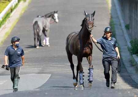 　トレセンに帰厩するクロワデュノール（撮影・石湯恒介）