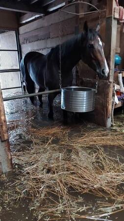 　記録的大雨の影響で水没した金沢競馬場内の馬房（佐藤茂師提供）