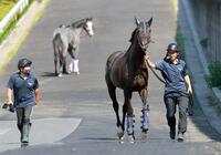 　トレセンに帰厩するクロワデュノール（撮影・石湯恒介）