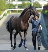 　トレセンに帰厩するクロワデュノール（撮影・石湯恒介）