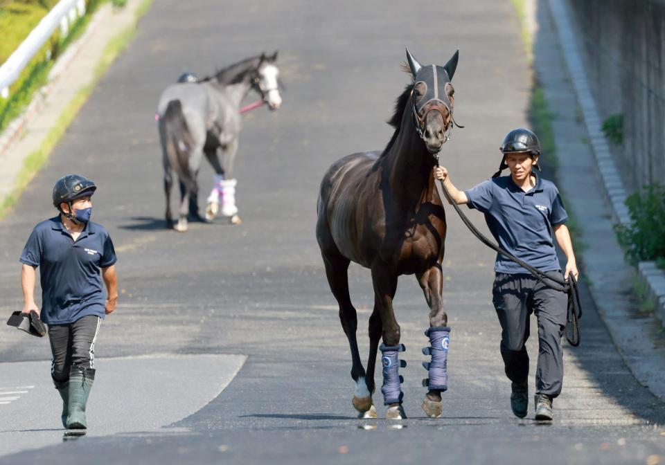 　トレセンに帰厩するクロワデュノール（撮影・石湯恒介）
