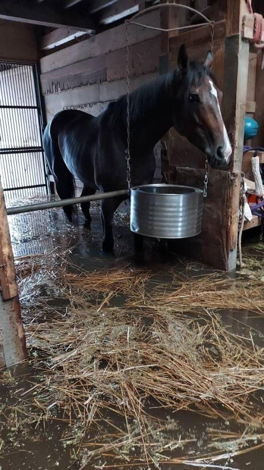 　記録的大雨の影響で水没した金沢競馬場内の馬房（佐藤茂師提供）
