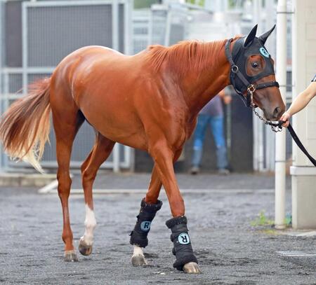 【新馬戦】ミッキーラヴィータ 初陣Vへ好ムード 陣営「精神的にドッシリしていますね」千四も適性十分