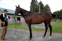 　現在は６００キロだが、今でも走れそうな馬体をしているウインバリアシオン