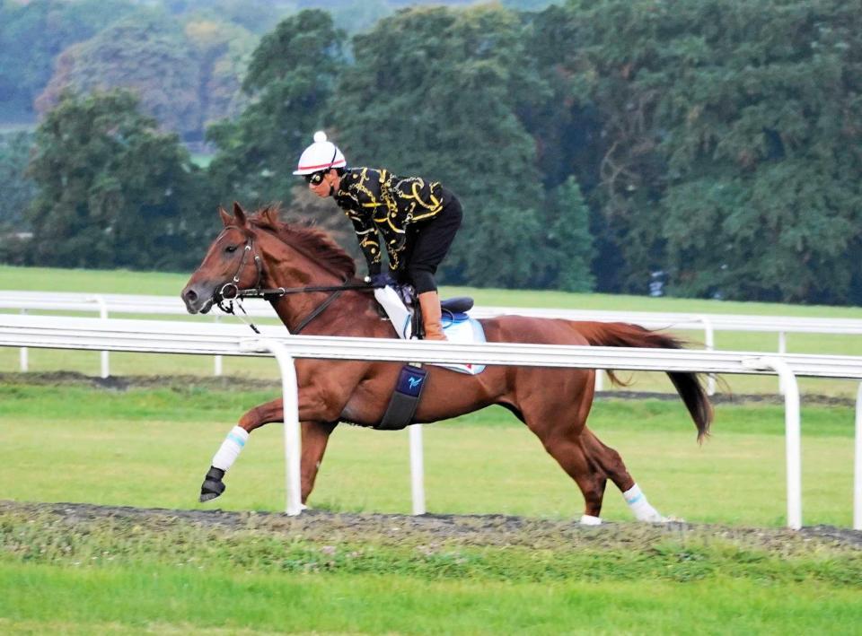 　安田師を背に活気十分の姿を見せたダノンデサイル（撮影・平松さとし）