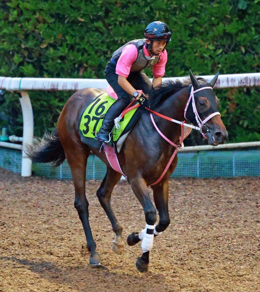 　ジーティービキニ