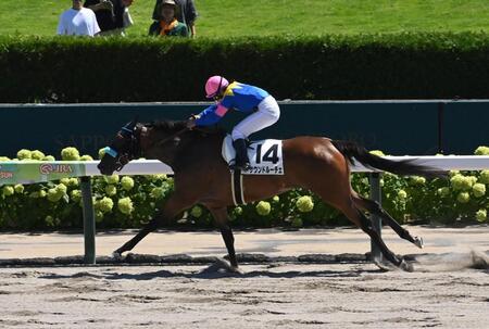 　２Ｒ３歳未勝利を勝ったサウンドルーチェ（撮影・持木克友）