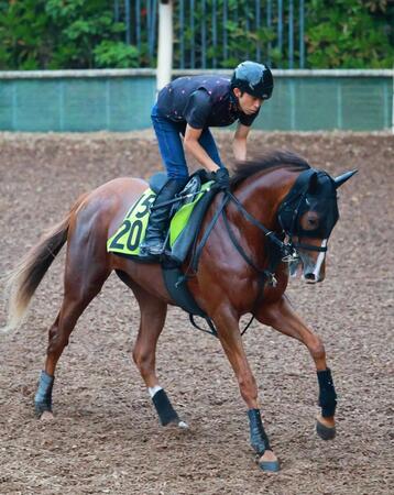 　無傷２連勝で重賞獲りを狙うフェスティバルヒル（撮影・石湯恒介）