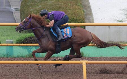 【キーンランドC】8歳馬ウインカーネリアン 熟練のフットワークで健在アピール 重馬場での追い切りにも陣営「順調」