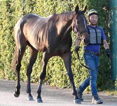【新潟２歳Ｓ】サンアントワーヌ　英での武者修行から帰国した日本のホープ・岩田望とコンビを組んで凱旋Ｖ決める！