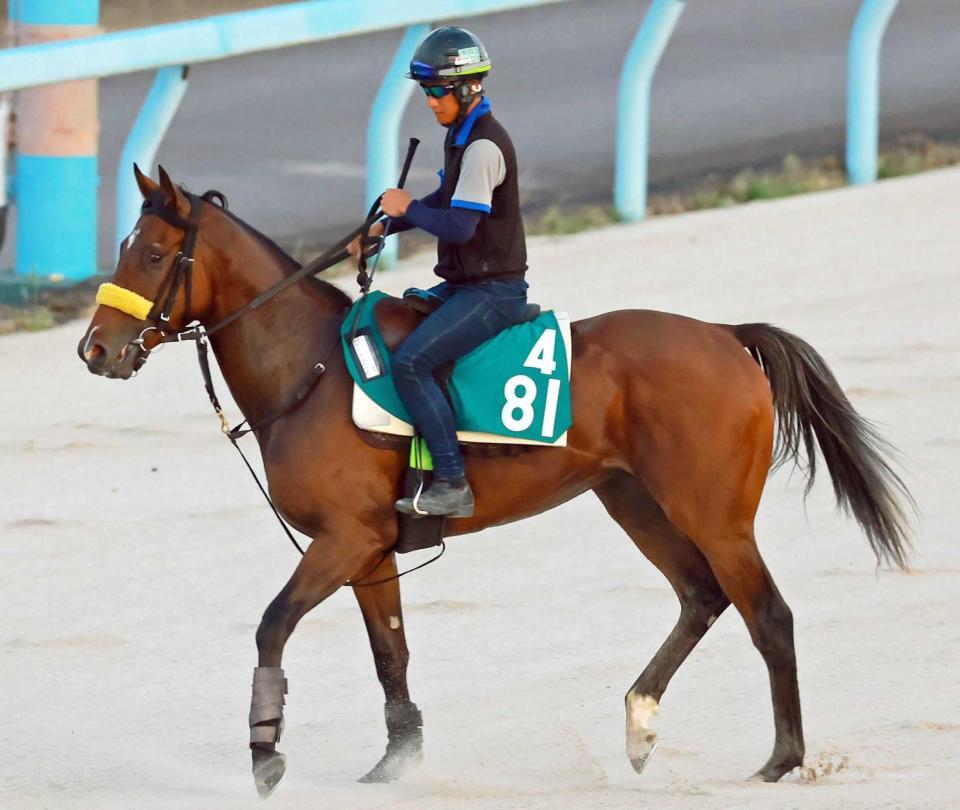 　マイネルホウセン