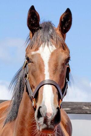 　ファストーゾの２４