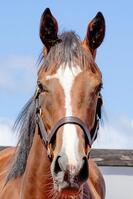 　ファストーゾの２４