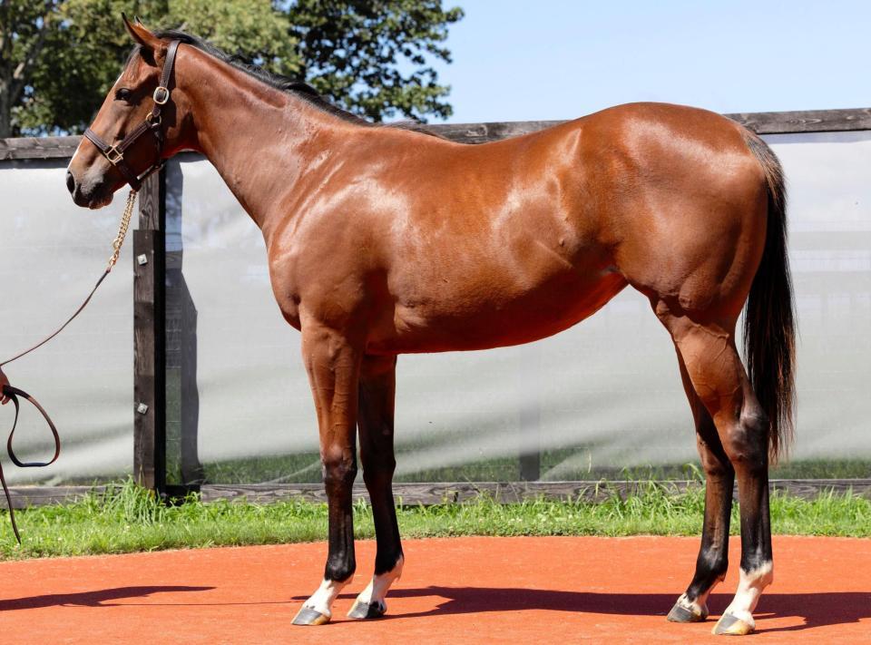 　ファストーゾの２４