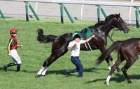 　放馬するクイーンズウォーク